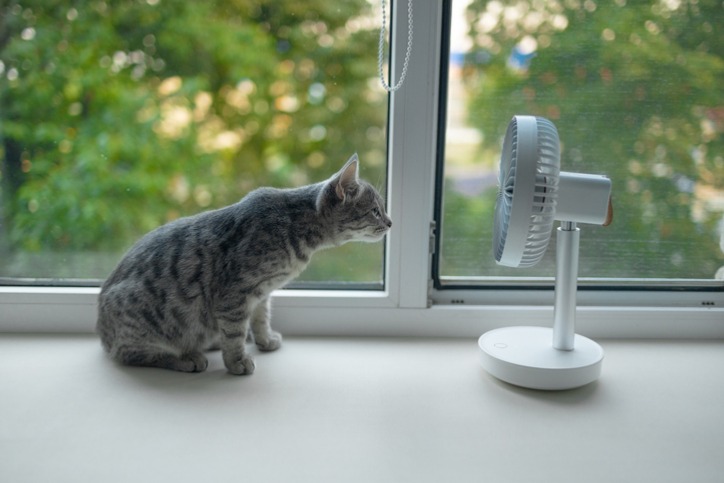 Pets & HVAC: How To Have A Harmonious Relationship